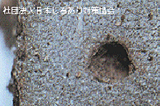 コンクリートの被害 シロアリ