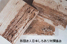 新建材の被害