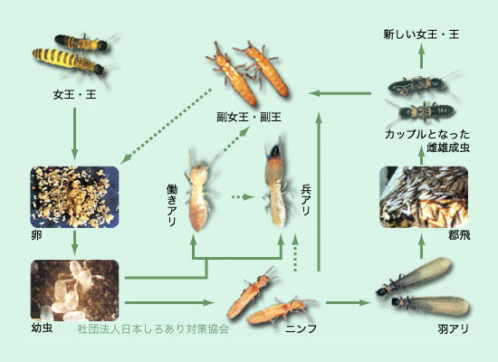 ヤマトシロアリの一生